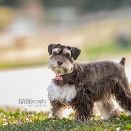 Miniature Schnauzers from Quality Schnauzer