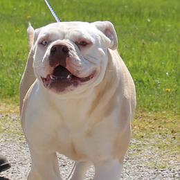 Vada - Alapaha Blue Blood Bulldog
