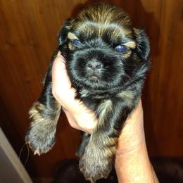 Irwin - Red male Shih Tzu puppy in Palmyra, New York from Karen's Tzus of Palmyra-Macedon