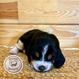 Green - Black white and brown male Basset Hound puppy in Chipley, Florida from Brannon Bassets