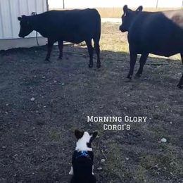 Pembroke Welsh Corgi Puppies from Morning Glory Corgis