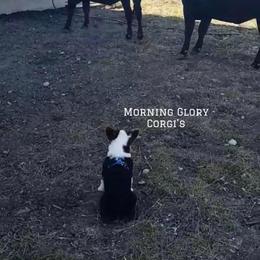 Pembroke Welsh Corgi Puppies from Morning Glory Corgis