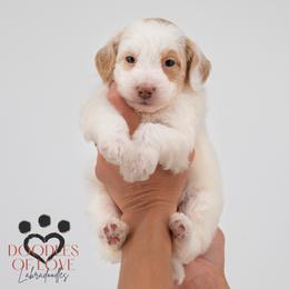 Miss White - Parti female Labradoodle puppy in Travelers Rest, South Carolina from Doodles of Love Labradoodles