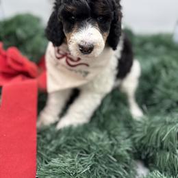 Ellie - Parti female Poodle puppy in Ocala, Florida from Bernedoodles of Florida