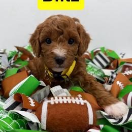 Blitz- Yellow Collar - Red  male Goldendoodle puppy in Cape Coral, Florida from Nay Nays Mini Doodles