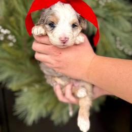 Girl 2 - Tri-color female Bernedoodle puppy in Salt Lake County, Utah from Coco Avenue Pups