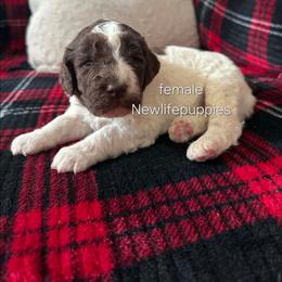 Dark purple - Parti female Poodle puppy in Shelby, Alabama from New Life Family Farm
