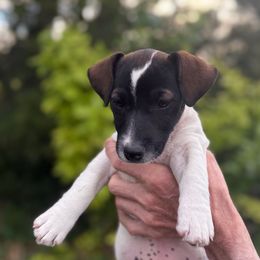 Chipmunk - Tri-color female Russell Terrier puppy in Great Falls, Montana from VS Golden Fields