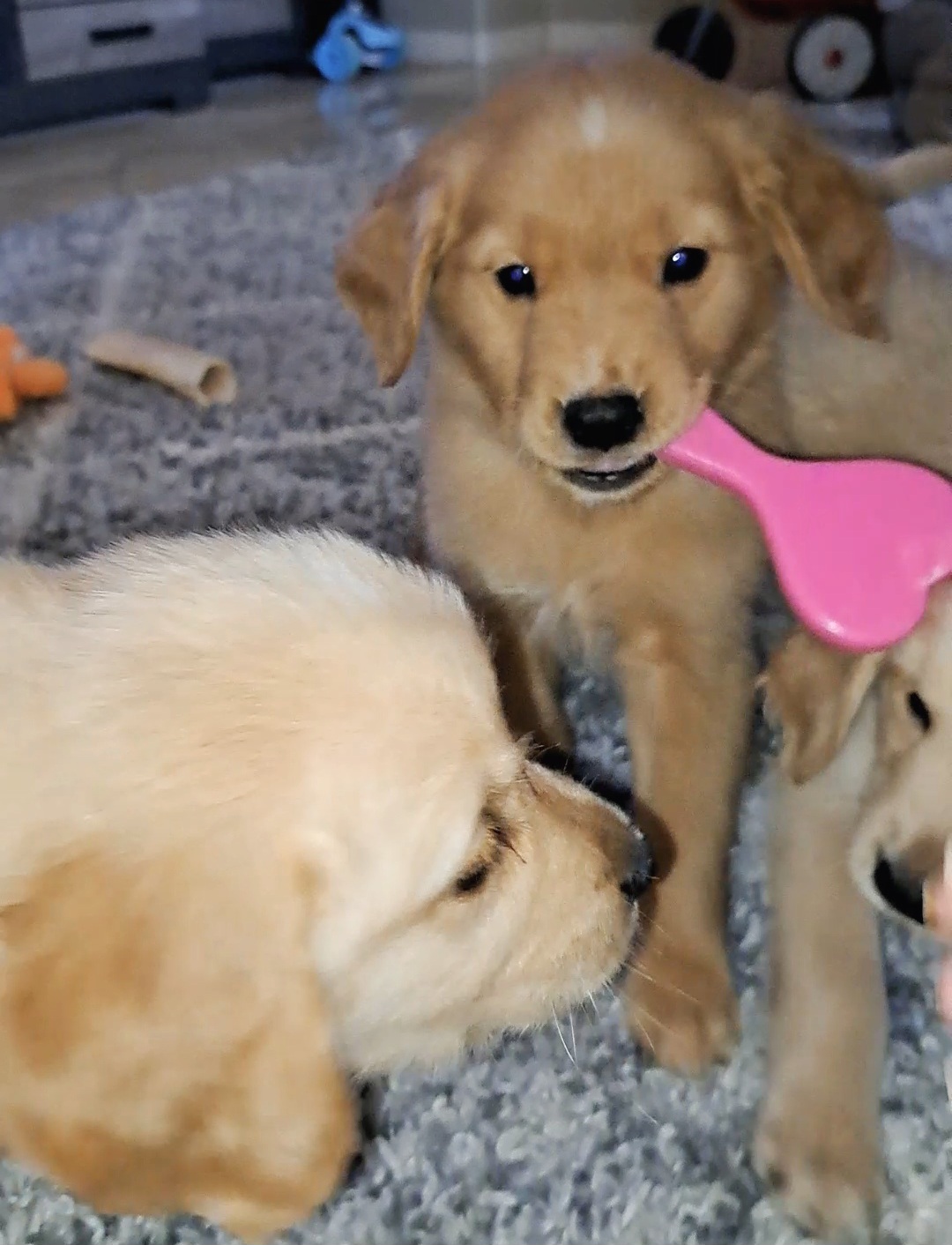 Raider - Dark golden Golden Retriever puppy in Maricopa, Arizona from Daisy's Golden Kisses- Golden Retrievers of Arizona