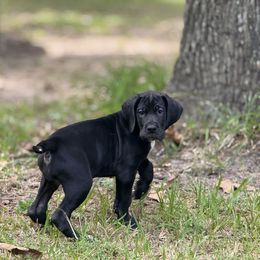 Tips - Black and white female Great Dane puppy in Montgomery, Texas from KD Sweet Southern Danes