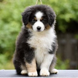 Australian Shepherd and Miniature American Shepherd Puppies from Bright Heart Aussies & Miniature American Shepherds