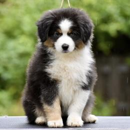 Australian Shepherd and Miniature American Shepherd Puppies from Bright Heart Aussies & Miniature American Shepherds