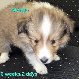TINY Little Mongo - Sable and white male Shetland Sheepdog puppy in Houston, Texas from LaLa's Lilliputian Lassies