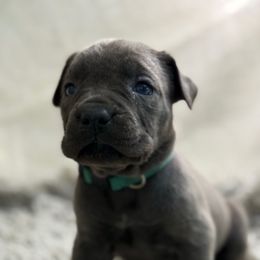 Marshmallow - Gray female Cane Corso puppy in Russellville, Missouri from Soaring Royalty Canines LLC