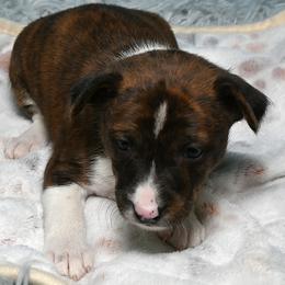 Rowan...Brindle boy, 3 - Brindle and white male Basenji puppy in Eugene, Oregon from Basenji Puppies