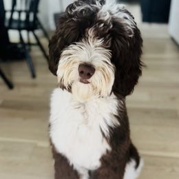 Grady - Assorted Doodle Crosses