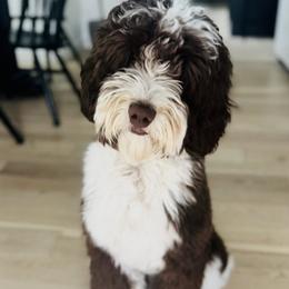 Grady - Assorted Doodle Crosses