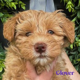 Glover - Caramel female Australian Labradoodle puppy in Silver Spring, Maryland from Potomac Australian Labradoodles