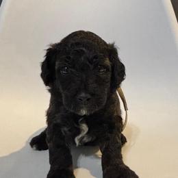 Aspen - Sable female Saint Berdoodle puppy in Garland, Texas from Brewer's Doodles and French Bulldogs
