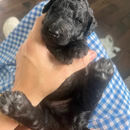 Banks (Blue collar) - Silver male Poodle puppy in Batavia, Ohio from The Livezey Standard-CKCS and Standard Poodles