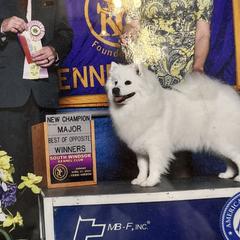 American Eskimo Dogs from Halfmoon Kennel