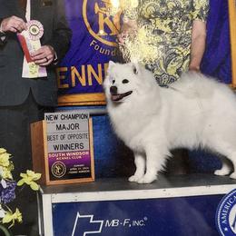 American Eskimo Dogs from Halfmoon Kennel