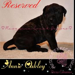 Perro de Presa Canario Puppies from Mesquite Creek Kennels