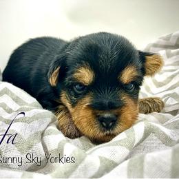 Fifa - Black and tan female Yorkshire Terrier puppy in Rio, Illinois from Sunny Sky Yorkies