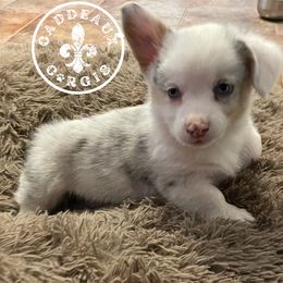 American Corgi and Pembroke Welsh Corgi Puppies from Caddeaux Corgis
