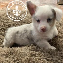 American Corgi and Pembroke Welsh Corgi Puppies from Caddeaux Corgis
