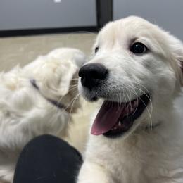 Golden Retriever puppies from Dale Hollow Goldens