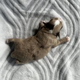 Miniature Australian Shepherd and Toy Australian Shepherd Puppies from Cherry Grove Kennel