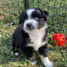 Neapolitan - Black tri male Miniature Australian Shepherd puppy in Sonora, California from Quarle Ranch Mini Aussies