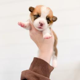 Beth - Blue - Red female Pembroke Welsh Corgi puppy in Milan, Georgia from Williams’ Welsh Corgis LLC