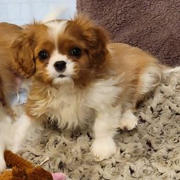 Cavalier King Charles Spaniel Puppies from Cambryce Cavaliers