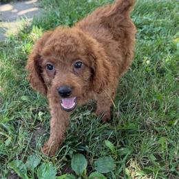 Teddy - Red  male Goldendoodle puppy in Centralia, Missouri from Oodles Of Doodles Mo.