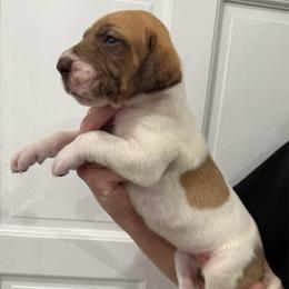 Patriot - Fawn female Great Dane puppy in Florida from Beachside Kennels