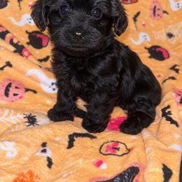 Froggy 1500 - Black male Yorkipoo puppy in Gastonia, North Carolina from Banks Dynasty Kennel