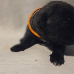 Orange collar - Brindle female Great Dane puppy in Mineola, Texas from RC Ranch Great Danes And Cane Corsos