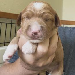 Divot - Apricot female Australian Labradoodle puppy in Chuluota, Florida from Delano Australian Labradoodles