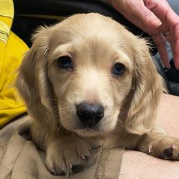 Cody - Cream male Dachshund puppy in Tustin, California from Costal Cream Doxies