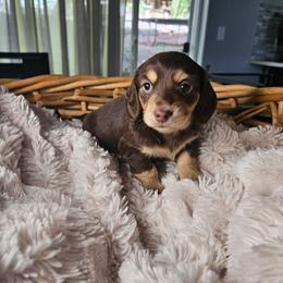 Dachshund Puppies from Pine & Paws Dachshunds