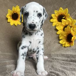Yellow Girl - White and black female Dalmatian puppy in Stokesdale, North Carolina from Cosmic Spots Dalmatians