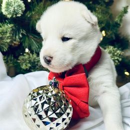 Cali - Brown and white female Siberian Husky puppy in Atlanta, Georgia from Lobban Huskies