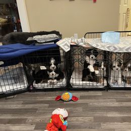 Australian Mountain Doodle and Bernedoodle Puppies from Boxwood Doodles