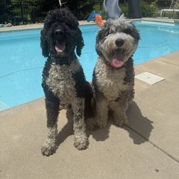 Sheepadoodle puppies from Marley’s Doodle Ranch