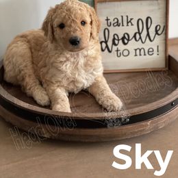 Goldendoodle puppies from Head Over Doodles