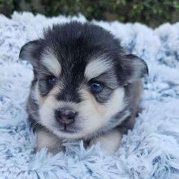 Lady - Black and white female Pomsky puppy in Southern California, California from SoCal Pomskies LLC