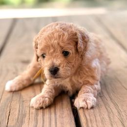 Lilly - Cream female Maltipoo puppy in El Dorado, Arkansas from Magnolia Mini Doodles