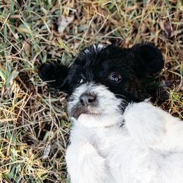 Double Doodle and Labradoodle Puppies from Delightfully Double Doodles